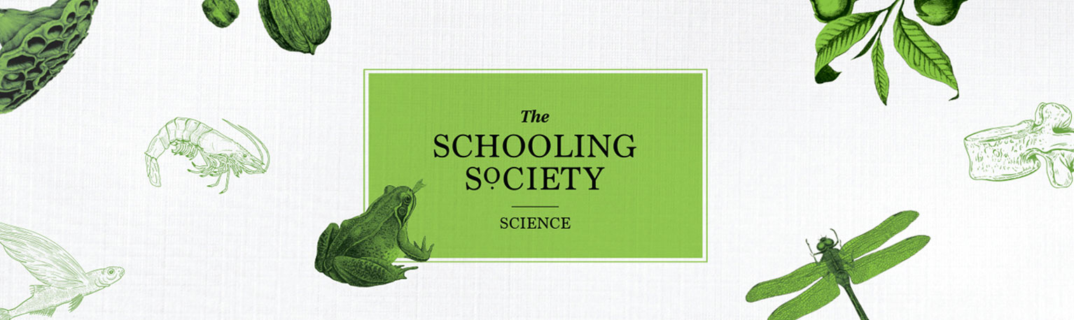 The Schooling Society Boutique Enrichment Centre Bukit Timah tuition classes primary science
